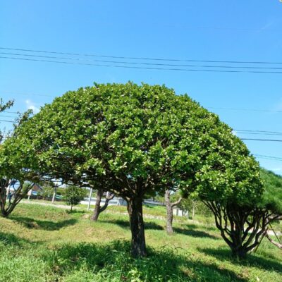 [전북 익산] 둥근사철 H2.5*W3.0*R32 1주 [전북 익산]