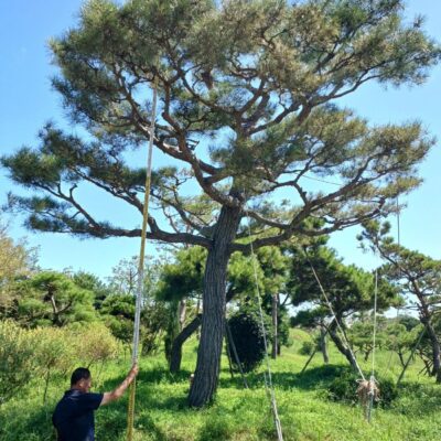 [전북 익산] 조형소나무 R42점 1주