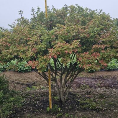 [강원 횡성] 화살나무 H2.0-H2.5*R15-R20 150주