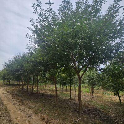 [경기 안성] 복자기 R12-R15 200주