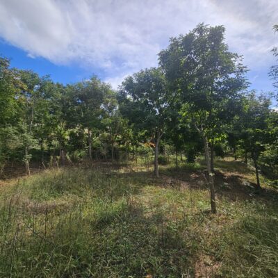 [경기 이천] 복자기 R15-R18 150주