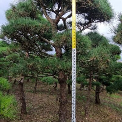 [충남 서산] 조형소나무(모찌) R15점-R25점