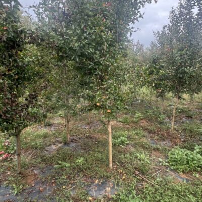 [광주] 배롱나무(다이너마이트) R6점 내외 250주