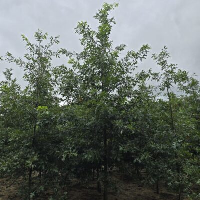 [전북 남원] 대왕참나무 R8점-R12점 300주