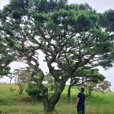 [전북 완주] 조형소나무(모찌) R40점-R60점 100주