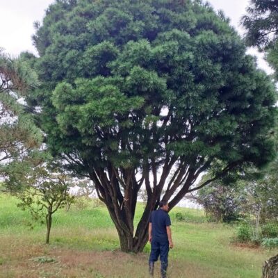 [전북 완주] 반송(모찌) H8.0*W8.0 2주