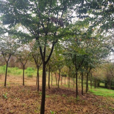 [전북 고창] 느티나무 R10점-R13점 850주