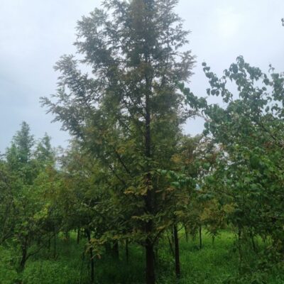 [전북 고창] 메타세콰이아 B8점-B15점 700주