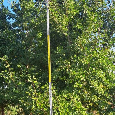 [전북 고창] 은행나무 B6-B12점 270주