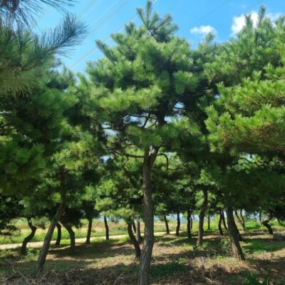 [전북 고창] 조형소나무(산채) R25점-R40점 500주