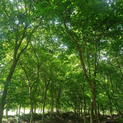 [전북 고창] 청단풍 R9-R10점 200주