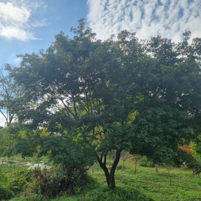 [경기 이천] 단풍나무 R30점 1주