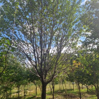 [경기 이천] 이팝나무 R25점 1주