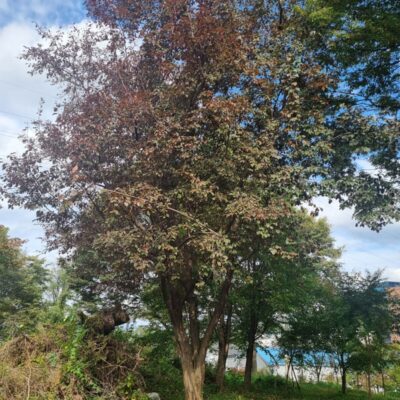 [경기 이천] 자엽자두 R35점 1주