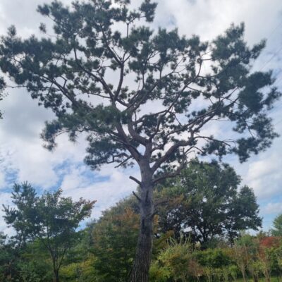 [경기 이천] 조형소나무 R40점 1주 / R65점 1주