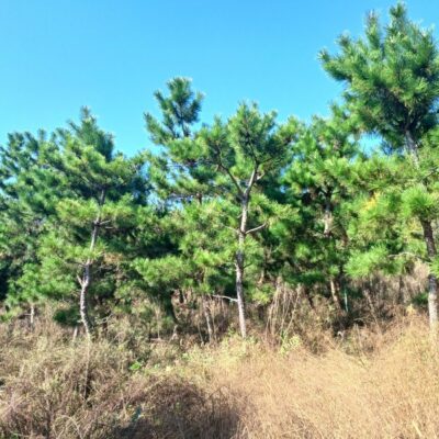 [전북 익산] 해송 R12점-R20점 200주