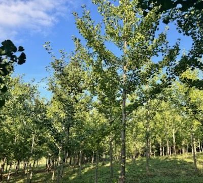 [강원 양구] 은행나무 B10-B12점 100주