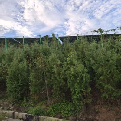 [전북 남원] 서양측백 H2.0 500주