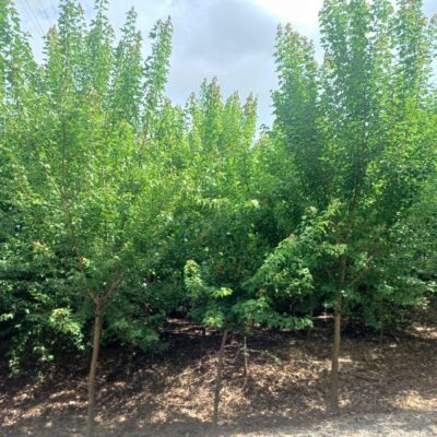 [전북 익산] 중국단풍 R10점 200주