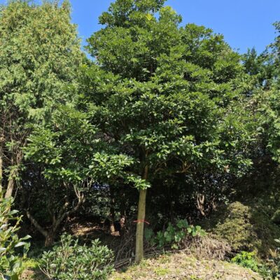 [광주] 후박나무 R20점 6주