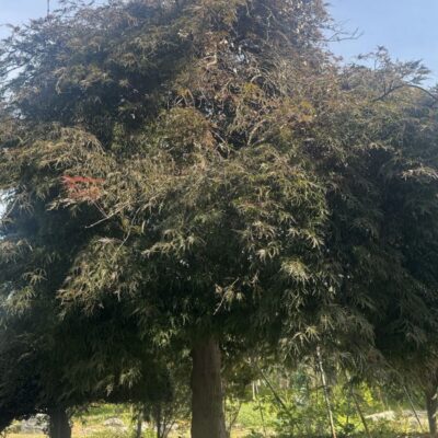 [광주] 공작단풍 R23점 1주