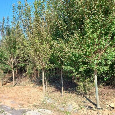 [전북 익산] 중국단풍 R10점-R12점 400주