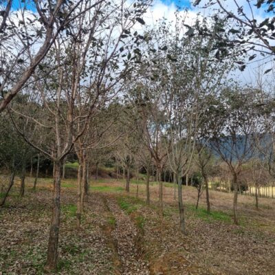 [전북 고창] 이팝나무 R12점-R15점 100주