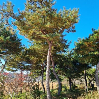 [전북 고창] 소나무(모찌) R30점-R40점 30주