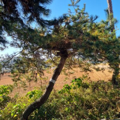 [전북 고창] 조형소나무 R30점 5주