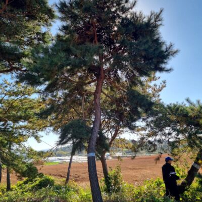 [전북 고창] 조형소나무 R35점