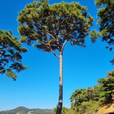 [전북 고창] 조형소나무 R40점 3주