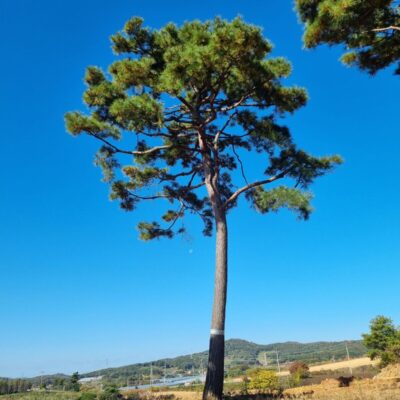 [전북 고창] 조형소나무 R50점 4주