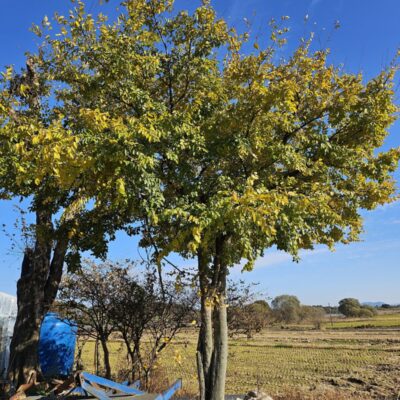 [광주] 팽나무(모찌) R50점 2주