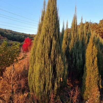 [전북 고창] 스카이로켓향나무 H3.5-H4.5 300주