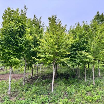 [강원 양구] 노각나무 R12점 100주