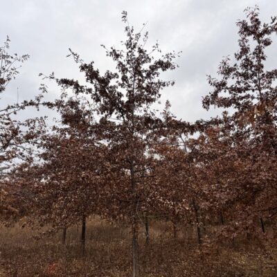 [강원 양구] 대왕참나무 R15점-R20점 80주