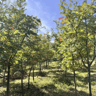 [강원 양구] 마가목 R8점 100주