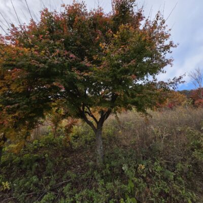 [전북 임실] 청단풍 R20점 25주