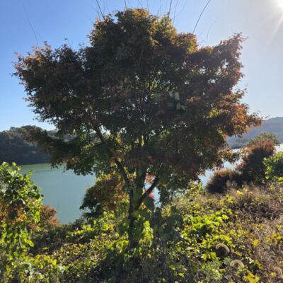 [전북 완주] 청단풍 R20점 50주