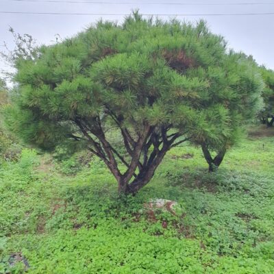 [충남 서산] 반송 H2.0-H3.0*W2.0-W3.0 300주