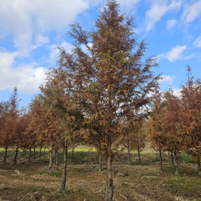 [전북 남원] 메타세콰이아 B8점-B15점 700주