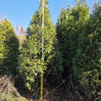 [충남 당진] 서양측백 H2.0-H2.5 65주