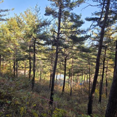 [대전] 소나무(A급) R30점-R50점 210주