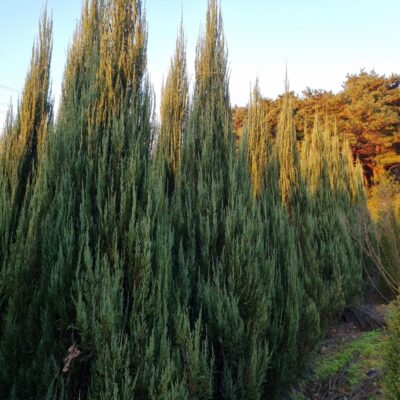 [전북 고창] 스카이로켓향나무 H3.5-H4.0 300주