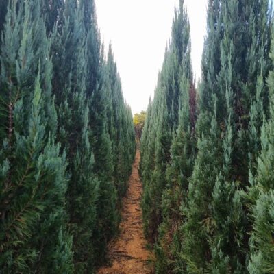 [전북 고창] 블루엔젤 H3.5 150주