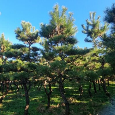 [전북 고창] 조형소나무 R15점 400주