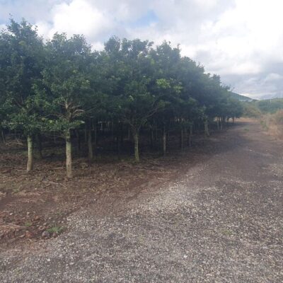 [제주] 먼나무 R12점-R18점 300주