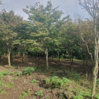 [제주] 산딸나무 R12점-R18점 800주