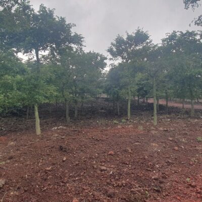 [제주] 팽나무 R12점-R20점 1000주