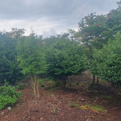 [제주] 애기동백나무 H2.0-H3.0 100주